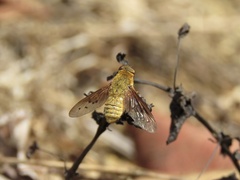Bombyliidae