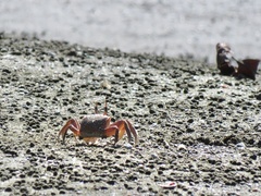 Ocypode gaudichaudii