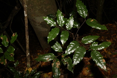 Mischocarpus lachnocarpus