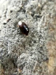 Sericoderus