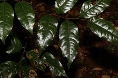 Mischocarpus lachnocarpus