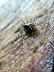 Megabunus diadema