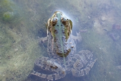 Pelophylax kurtmuelleri