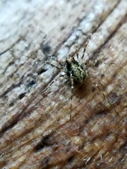Megabunus diadema