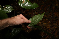 Mischocarpus lachnocarpus