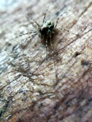 Megabunus diadema
