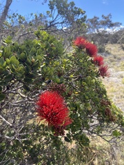 Metrosideros polymorpha