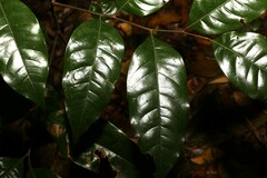 Mischocarpus lachnocarpus