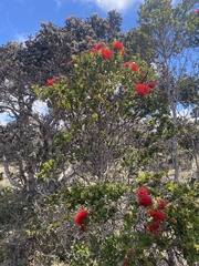 Metrosideros polymorpha