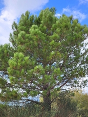 Pinus