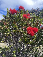 Metrosideros polymorpha