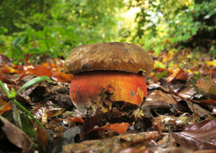Neoboletus erythropus