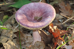 Russula graveolens