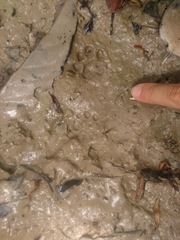 Prionailurus bengalensis