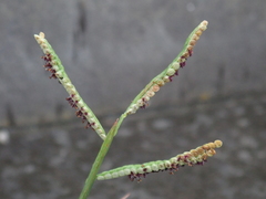 Paspalum orbiculare