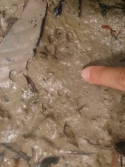 Prionailurus bengalensis