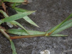Paspalum orbiculare