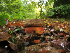 Neoboletus erythropus