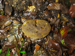 Neoboletus erythropus