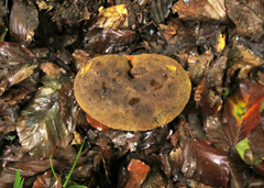 Neoboletus erythropus