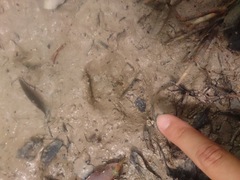 Prionailurus bengalensis