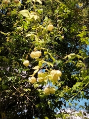 Cardiospermum grandiflorum