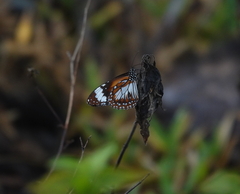 Danaus affinis
