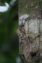 Gonocephalus beyschlagi