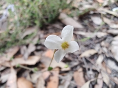 Mitrasacme polymorpha