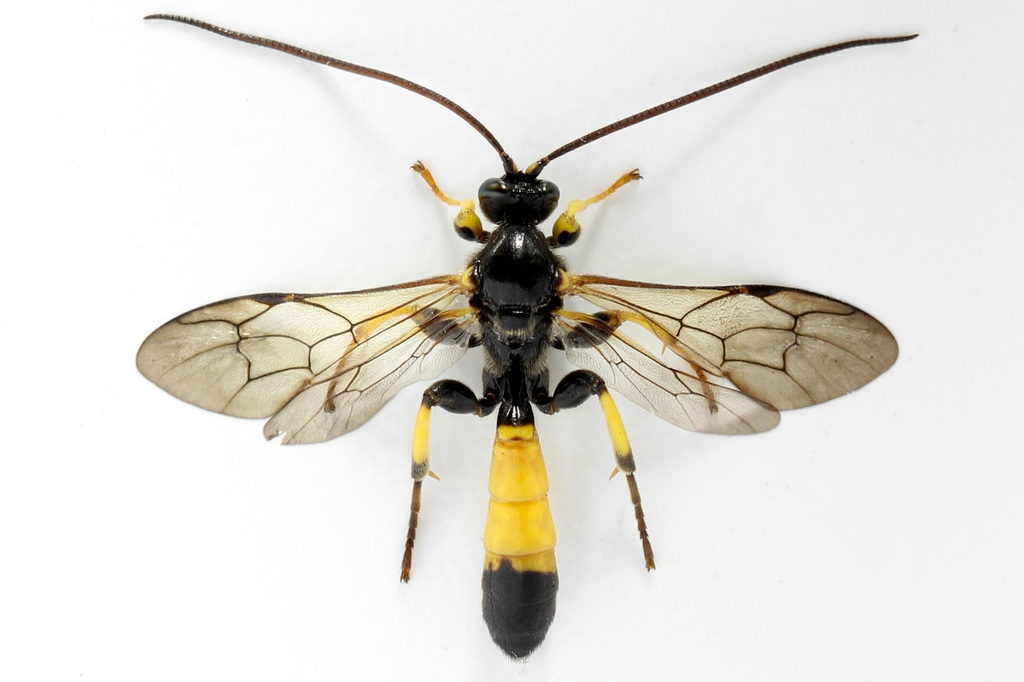 Colpotrochia cincta