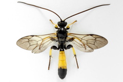 Colpotrochia cincta