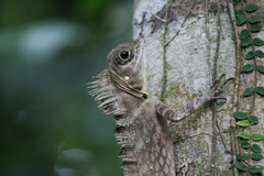 Gonocephalus beyschlagi