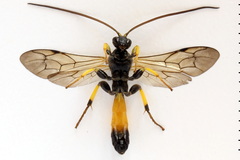 Colpotrochia cincta