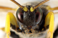 Colpotrochia cincta