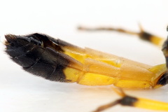 Colpotrochia cincta