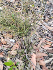 Mitrasacme polymorpha