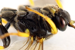 Colpotrochia cincta