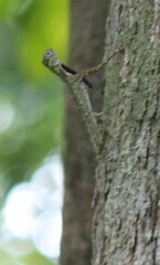 Draco melanopogon