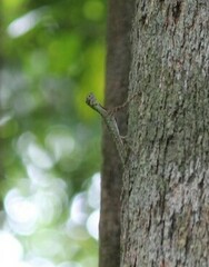 Draco melanopogon
