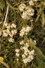 Cochlearia