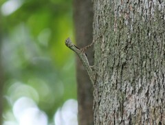 Draco melanopogon