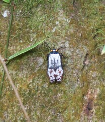 Penthicodes farinosus