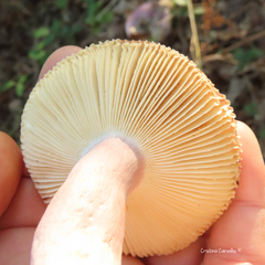 Russula graveolens