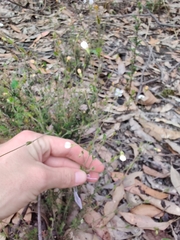 Mitrasacme polymorpha