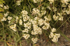 Cochlearia