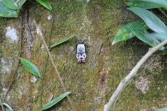 Penthicodes farinosus