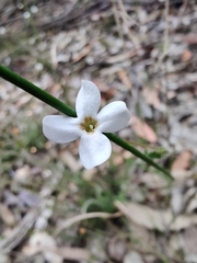 Mitrasacme polymorpha