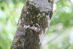 Penthicodes farinosus