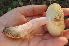 Russula graveolens