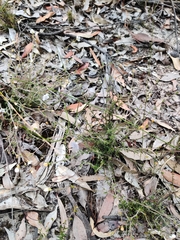 Mitrasacme polymorpha